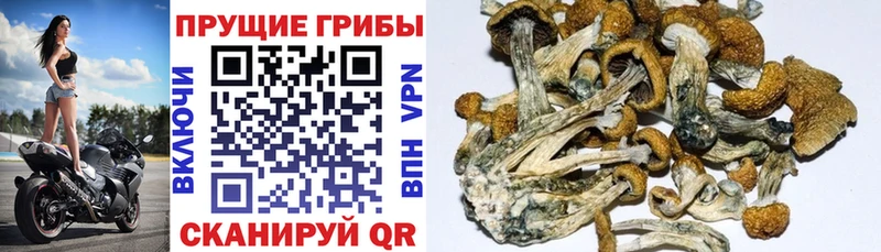 мега ССЫЛКА  цены наркотик  Новоульяновск  Галлюциногенные грибы ЛСД 